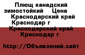 Плющ канадский зимостойкий  › Цена ­ 150 - Краснодарский край, Краснодар г.  »    . Краснодарский край,Краснодар г.